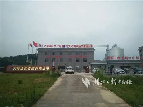 大悟73個(gè)重點(diǎn)項(xiàng)目建設(shè) 加速跑